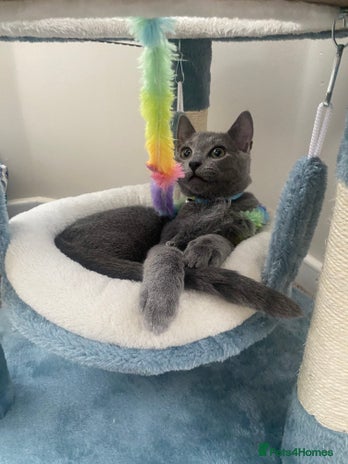 Russian Blue cats One Pure Pedigree Russian Blue Male - Advert 3