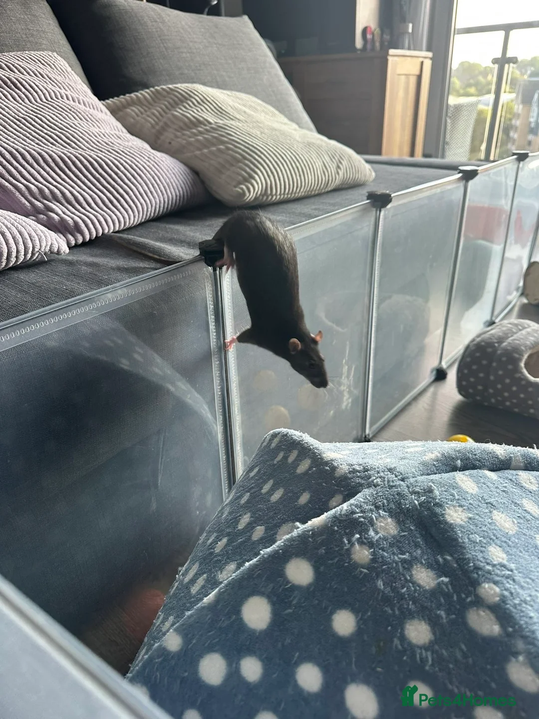 Rat rodents for sale: Rats for rehoming - Advert 4