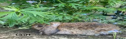 Mini Lop rabbits for sale: Gorgeous Mini Lops - Advert 11