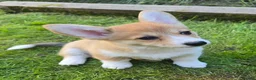 Welsh Corgi Pembroke dogs for sale: Pembroke Corgi Puppies - Ready Now - Advert 12