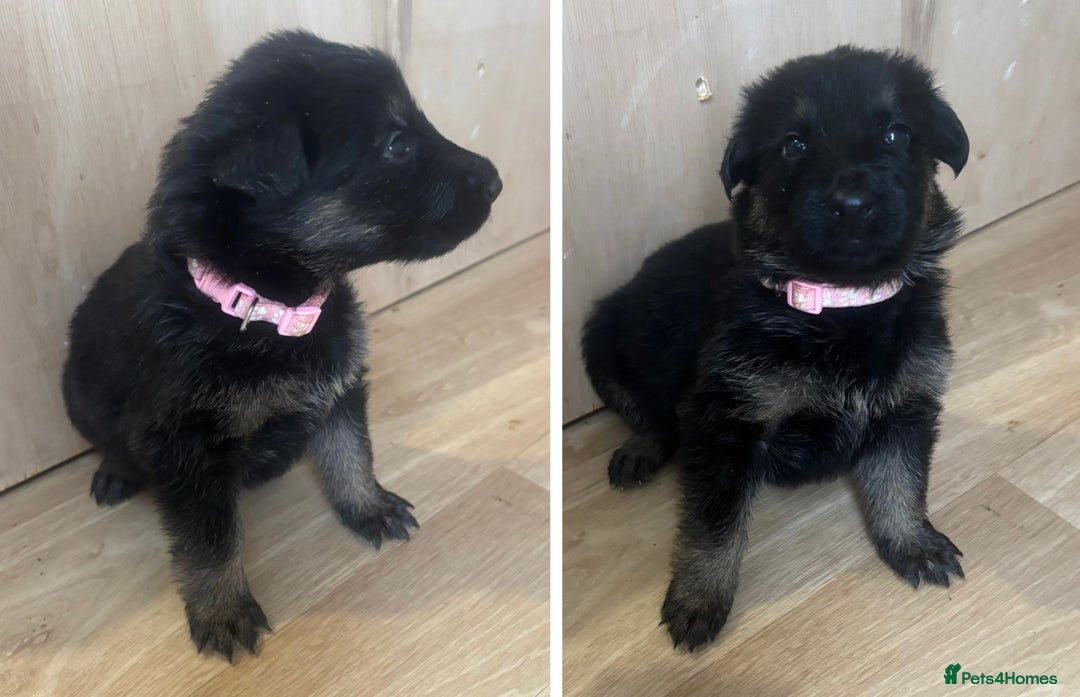 German Shepherd dogs for sale: German Shepherd Pups - Advert 4