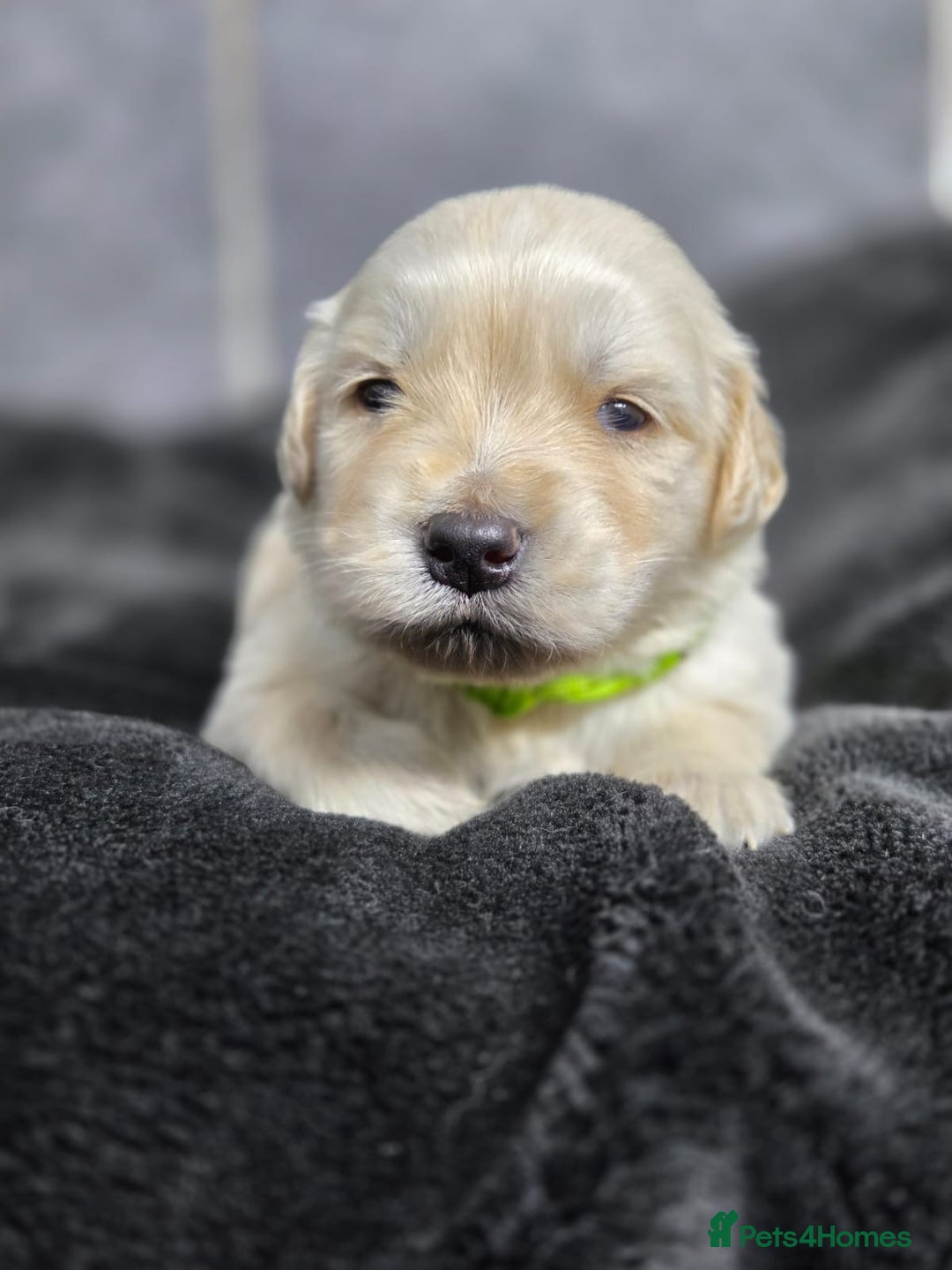 Golden Retriever dogs for sale: Gorgeous kc reg golden retrievers  - Advert 8