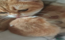 British Shorthair cats for sale: Stunning cute BSH golden black kitten female - Image 9