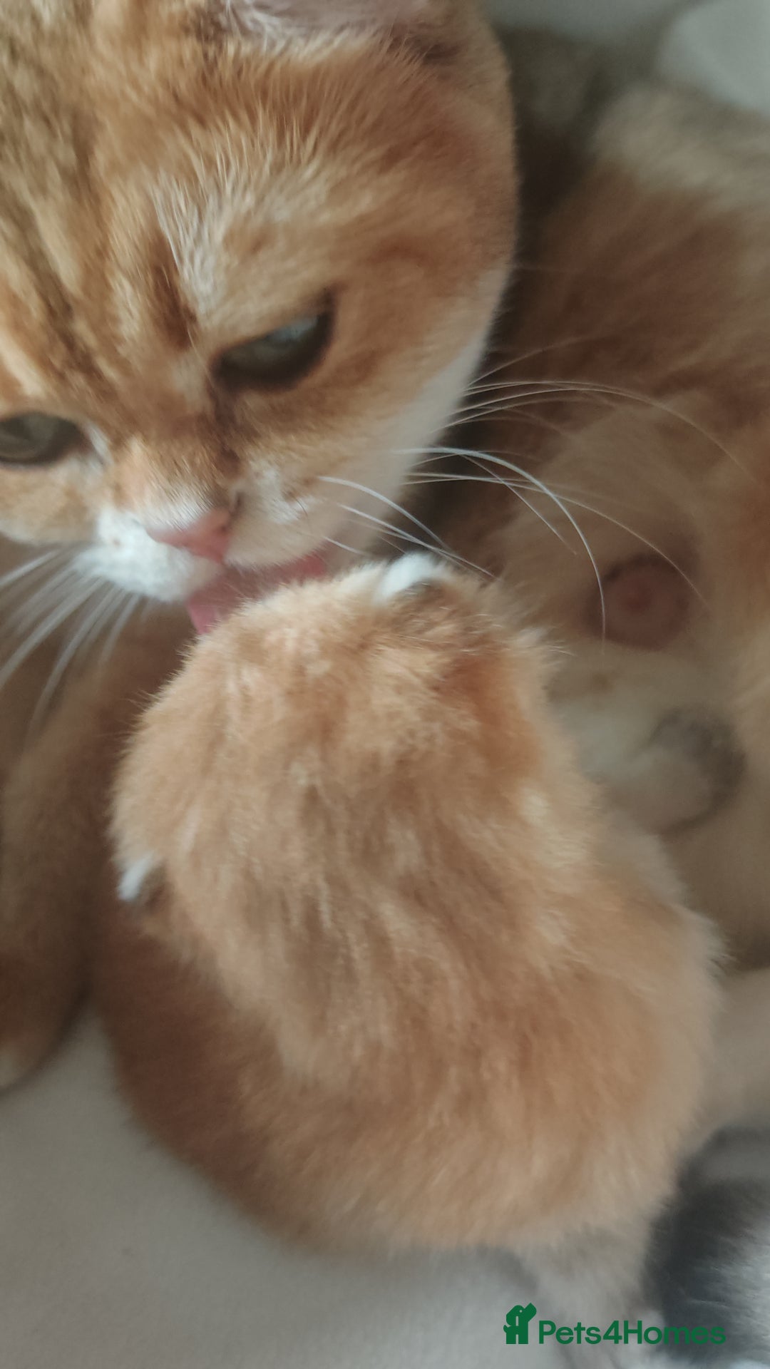 British Shorthair cats for sale: Stunning cute BSH golden black kitten female - Image 9