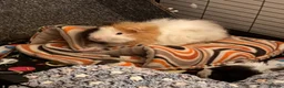 Guinea Pig rodents for sale: Pair of bonded male guinea pigs  in Cwmbran - Advert 3