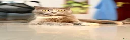 Arabian Mau cats for adoption: Bella  - Advert 3