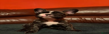 French Bulldog Puppy 3