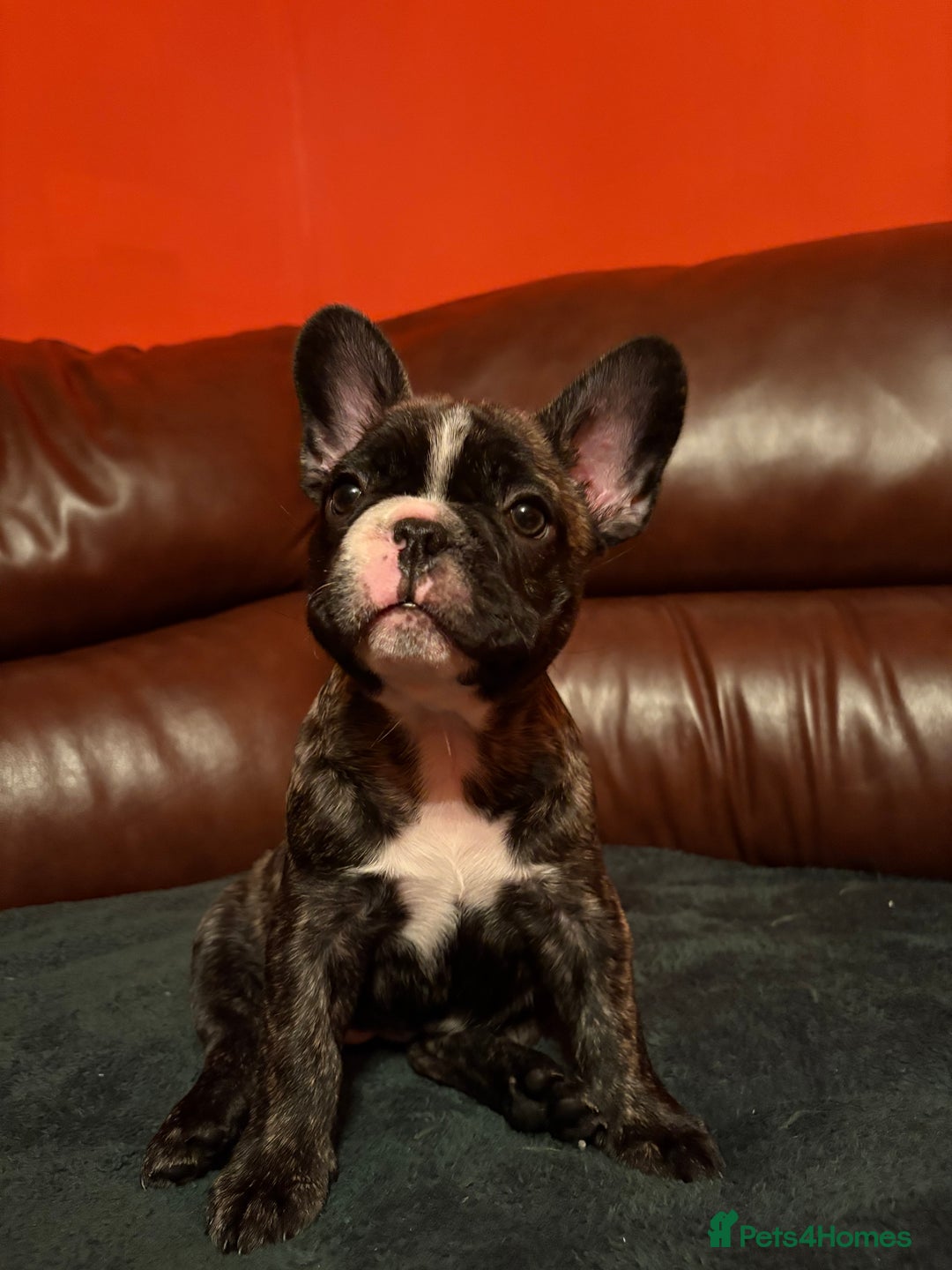 French Bulldog dogs for sale: Beautiful Blue-Eyed French-Bulldog Puppies  - Advert 9