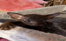 Oriental cats for sale: Full Pedigree Oriental 3 Kittens XL size ears GCCF - Image 8