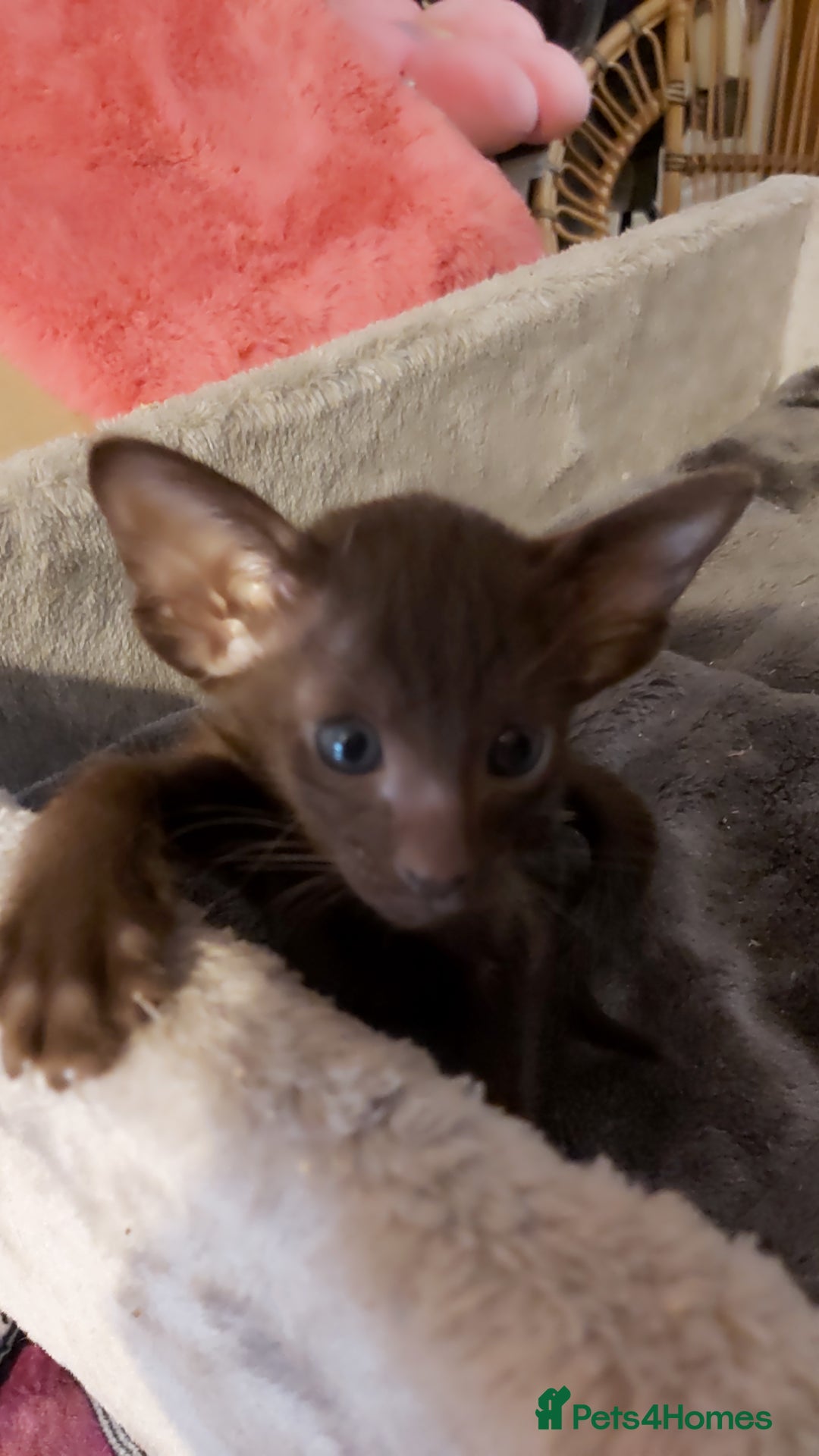 Oriental cats for sale: Full Pedigree Oriental 3 Kittens XL size ears GCCF - Image 8