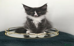Maine Coon cats for sale: Mainecoons kittens Xl pedigree - Image 6