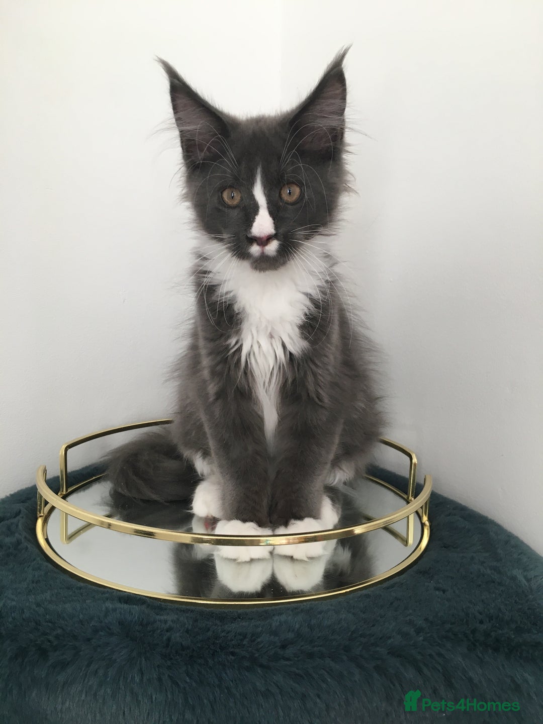 Maine Coon cats for sale: Mainecoons kittens Xl pedigree - Image 6