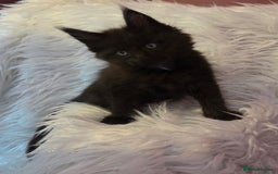 Maine Coon cats for sale: Tica Reg Mainecoon kittens READY NOW in Deal - Image 19
