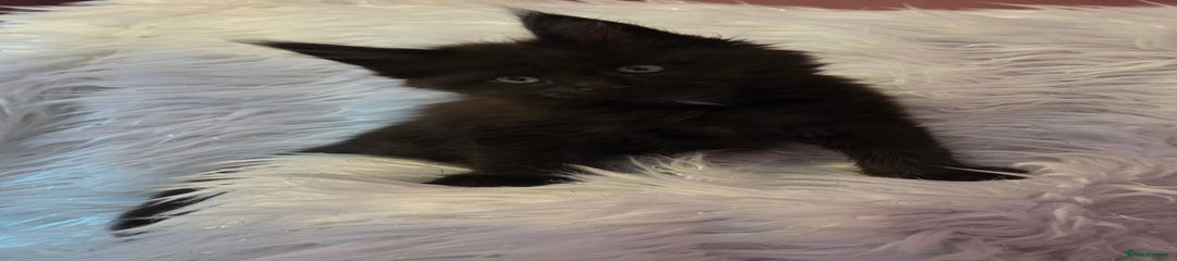 Maine Coon Kitten 2 Groot