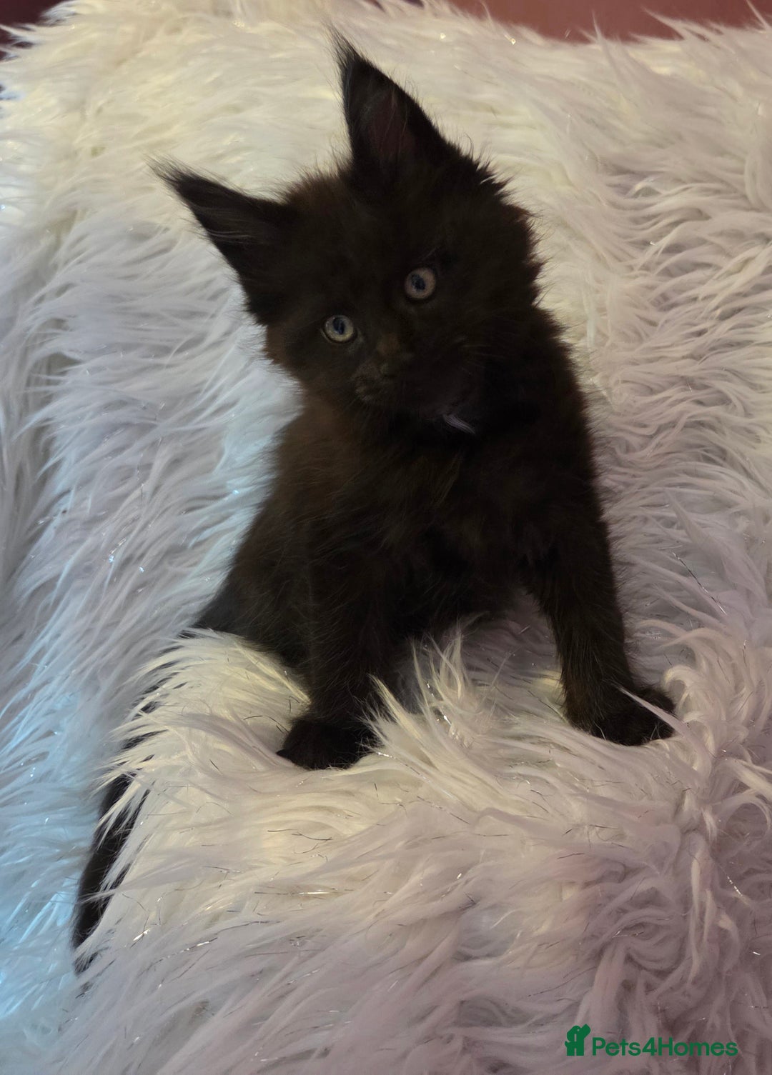 Maine Coon cats for sale: Tica Reg Mainecoon kittens READY NOW in Deal - Image 19