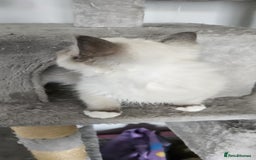 Ragdoll cats for sale: Last stunning ragdoll kitten available now - Image 12
