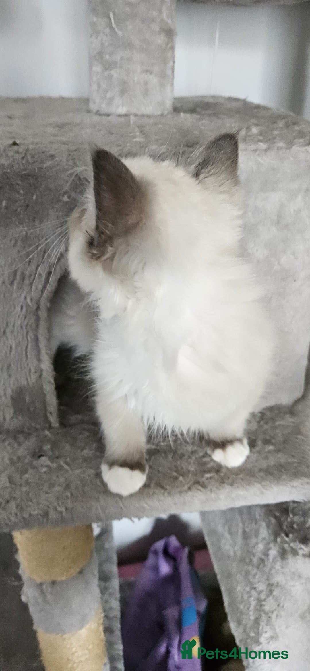 Ragdoll cats for sale: Last stunning ragdoll kitten available now - Image 12