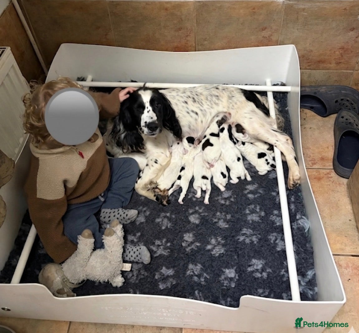Sprocker dogs for sale: Sprocker Spaniel Puppies – Working Bloodlines in Minehead - Advert 2