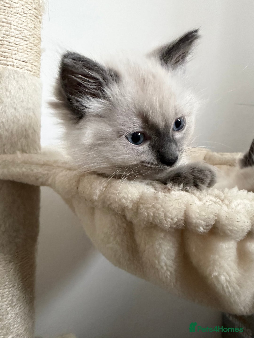 Ragdoll cats for sale: 2 Male Ragdoll Kittens  - Advert 6