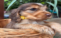 Cocker Spaniel dogs for sale: Beautiful Show Type KC registered Cocker Spaniels  - Image 16