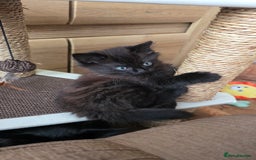 Mixed Breed cats for sale: Little boy looking for a loving home - Image 1
