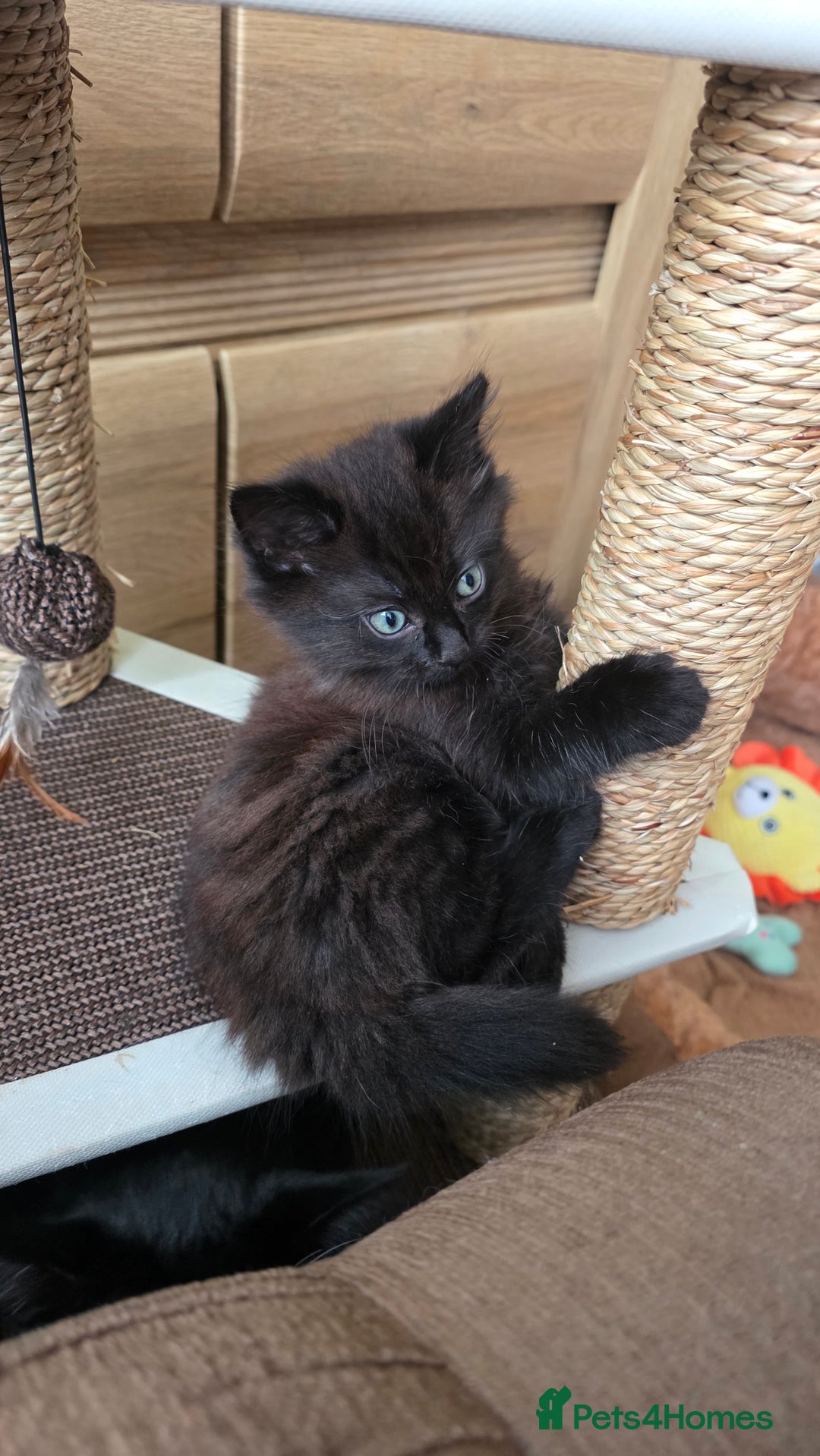 Mixed Breed cats for sale: Little boy looking for a loving home - Image 1