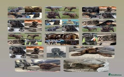 Mastiff dogs for sale: Mastiff puppies (Neapolitan) - Advert 26