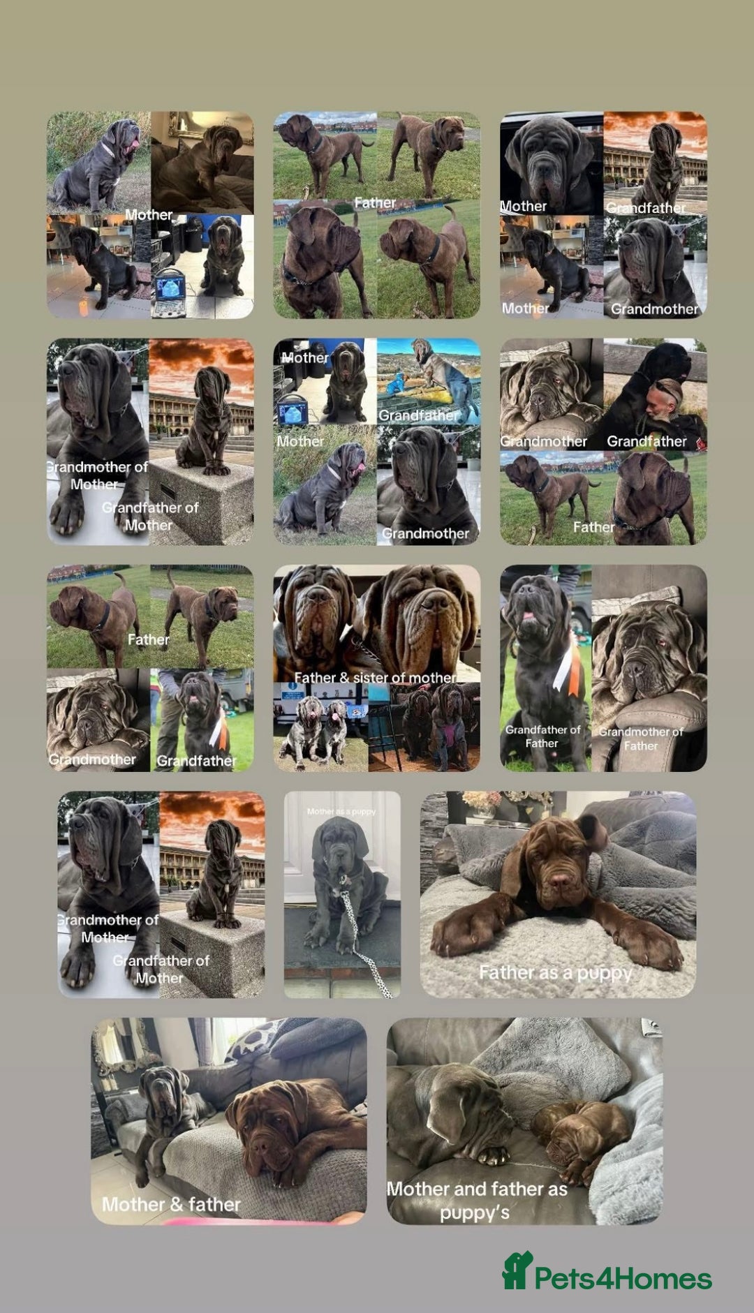 Mastiff dogs for sale: Mastiff puppies (Neapolitan) - Advert 26