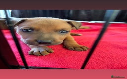 Mixed Breed dogs for sale: Beautiful Puppies For Sale!!! - Image 12