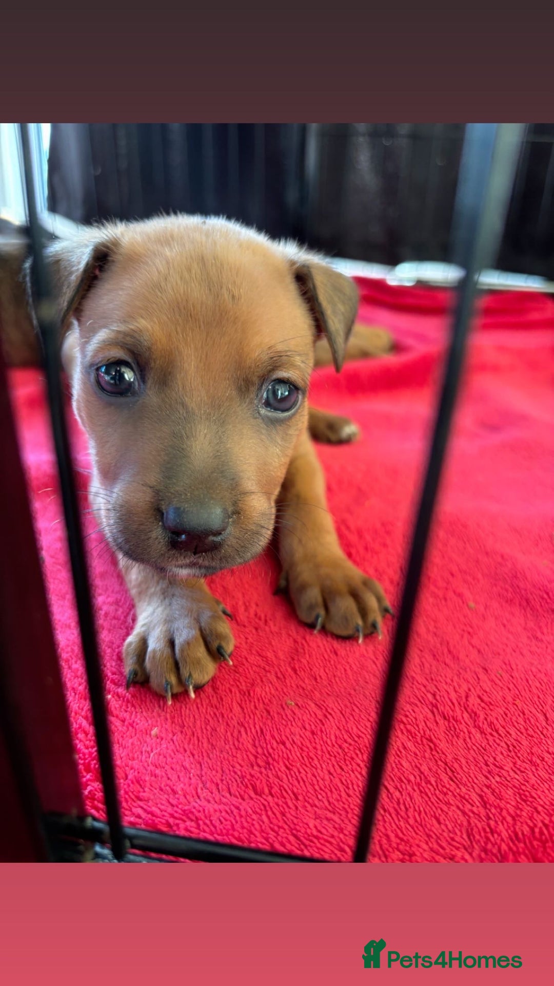 Mixed Breed dogs for sale: Beautiful Puppies For Sale!!! - Image 12