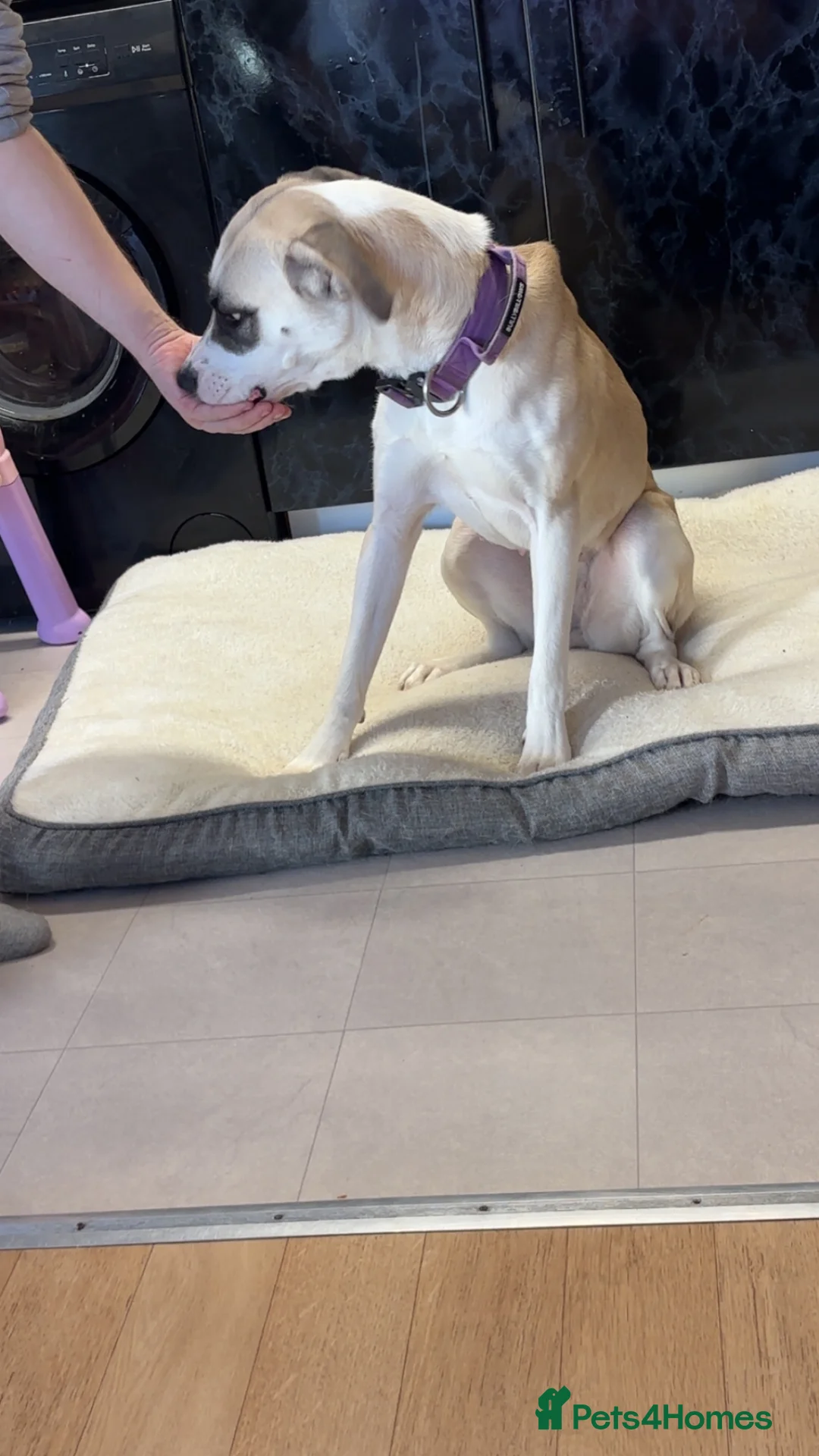 Mixed Breed dogs for sale: American bulldog mixed  - Advert 2