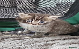 Mixed Breed cats for sale: Ragdoll x scottish fold kittens. Long haired - Image 1