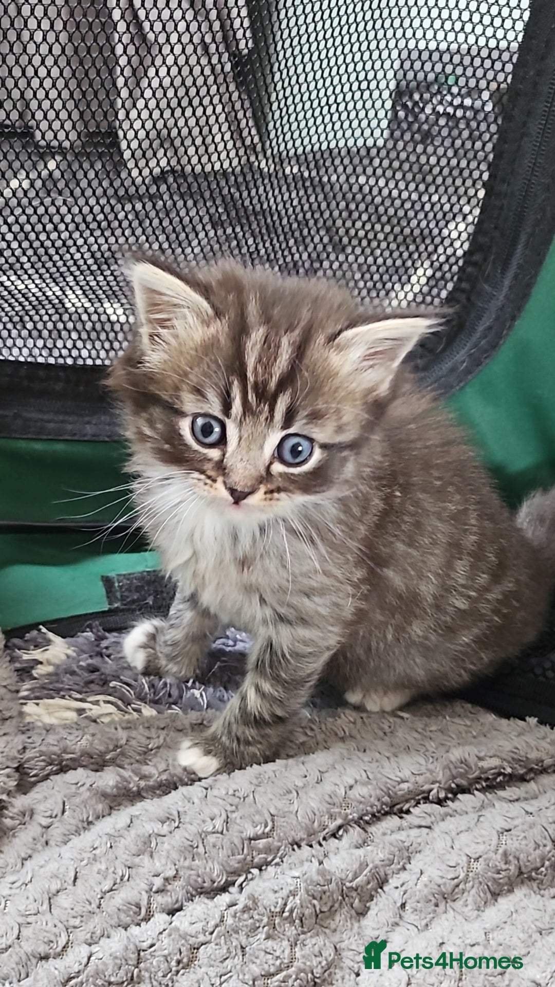 Mixed Breed cats for sale: Ragdoll x scottish fold kittens. Long haired - Image 1