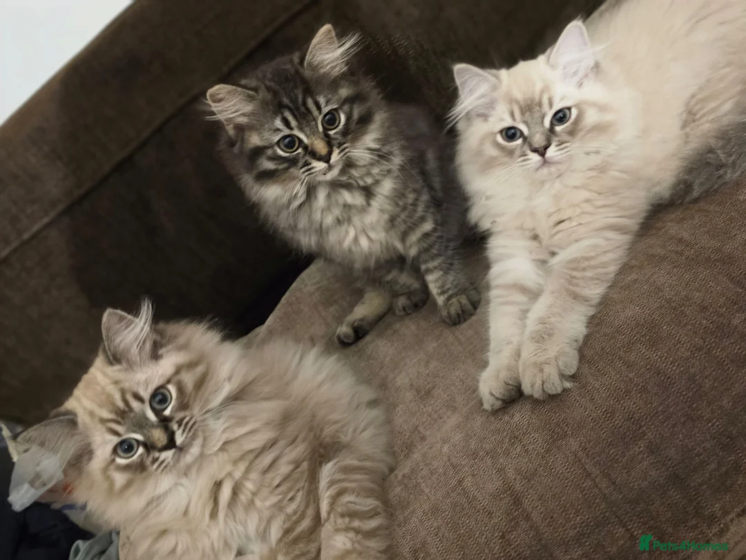 Ragdoll cats for sale: 3 beautiful fluffy ragdoll kittens - Advert 1