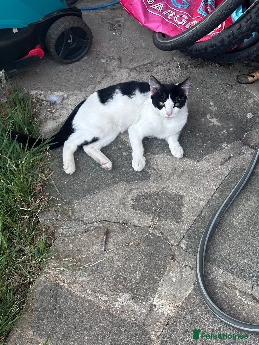 Mixed Breed cats for sale: 2 Adorable Kittens in Hornchurch - Advert 2