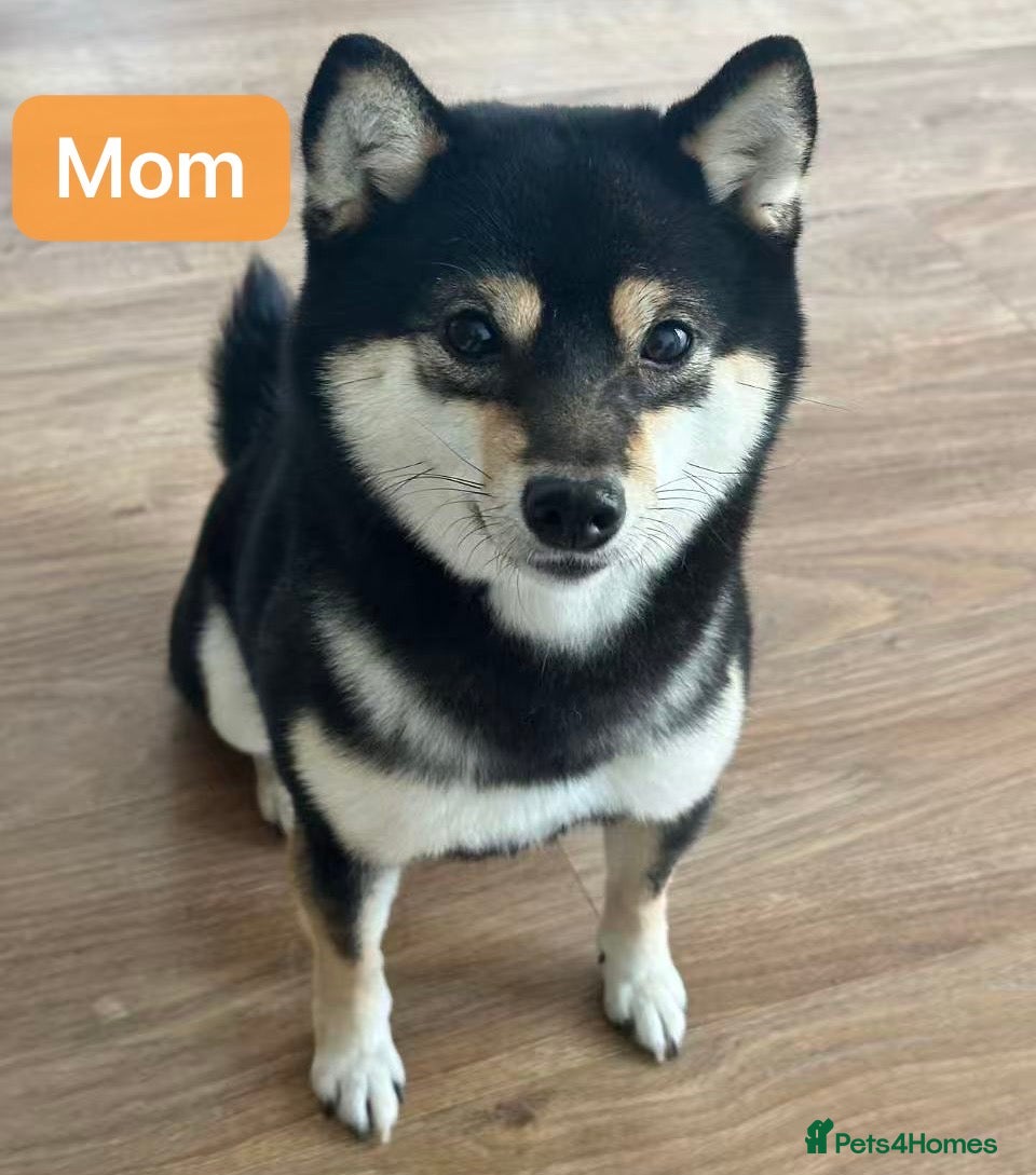 Japanese Shiba Inu dogs 👑 Japanese Championship Bloodline Mame Shiba - Advert 1