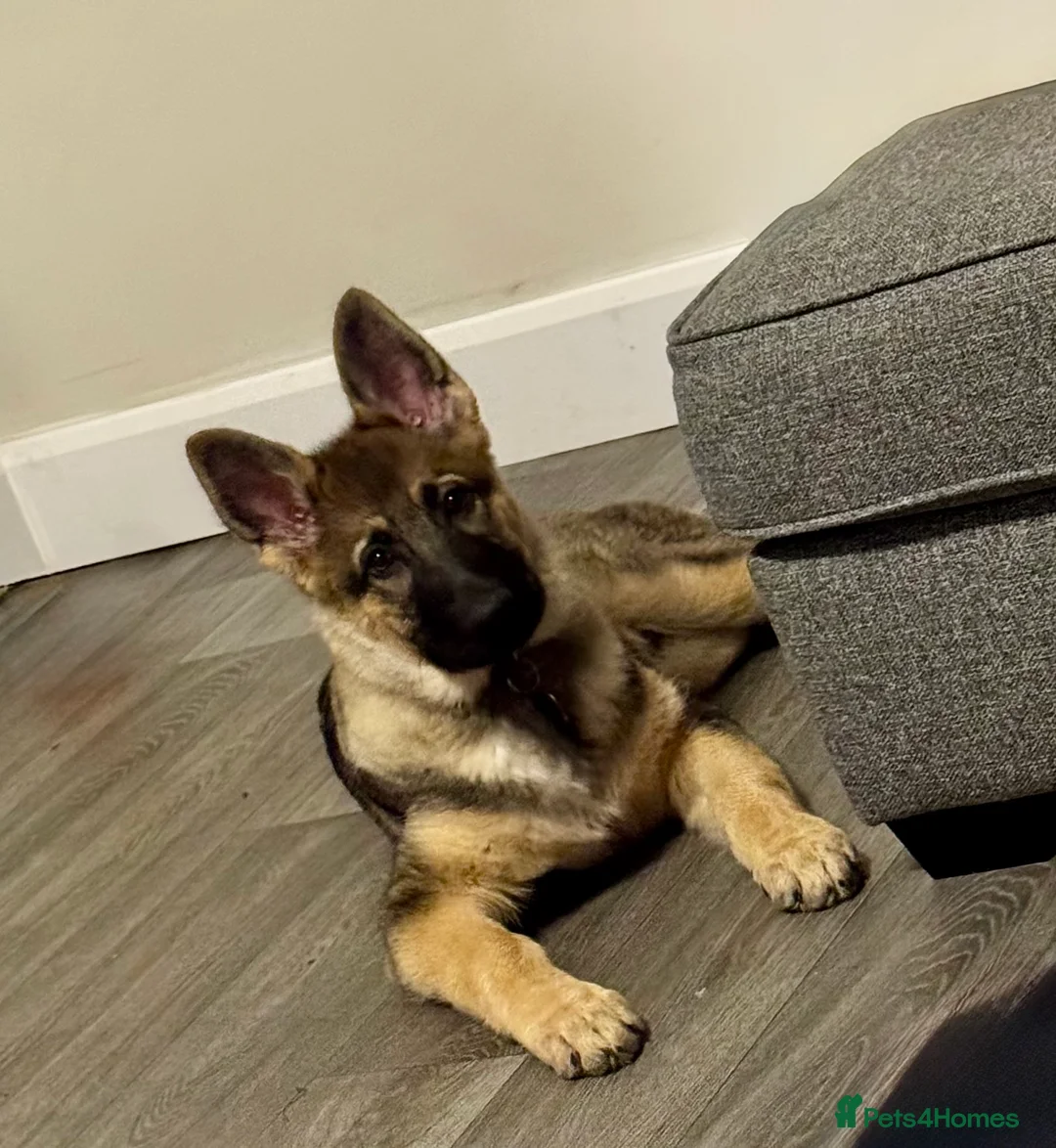 German Shepherd dogs for sale: 4.5 month old male German Shephard - Advert 23