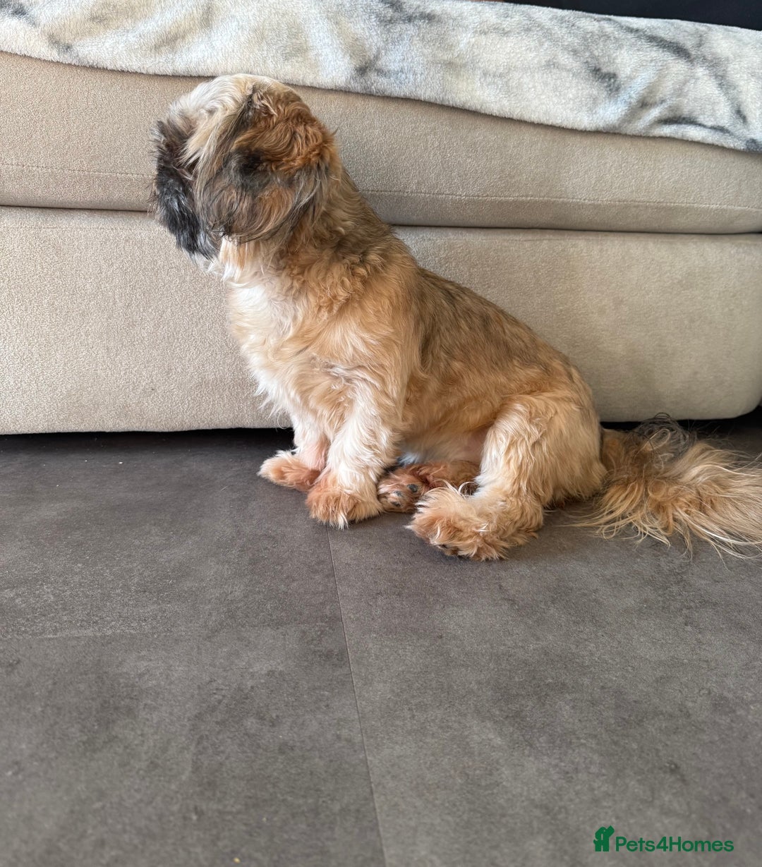 Shih Tzu dogs for sale: Imperial Shih Tzu KC Registered  - Advert 4