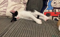 British Shorthair cats for sale: Kittens  - Image 1