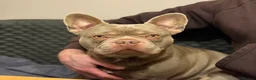 French Bulldog dogs for stud:  Maverick | Pedigree Frenchie Stud in Beverley - Advert 13