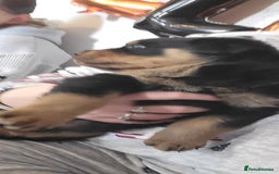 Rottweiler dogs for sale: 1 male 1 female rottweiler  - Image 5