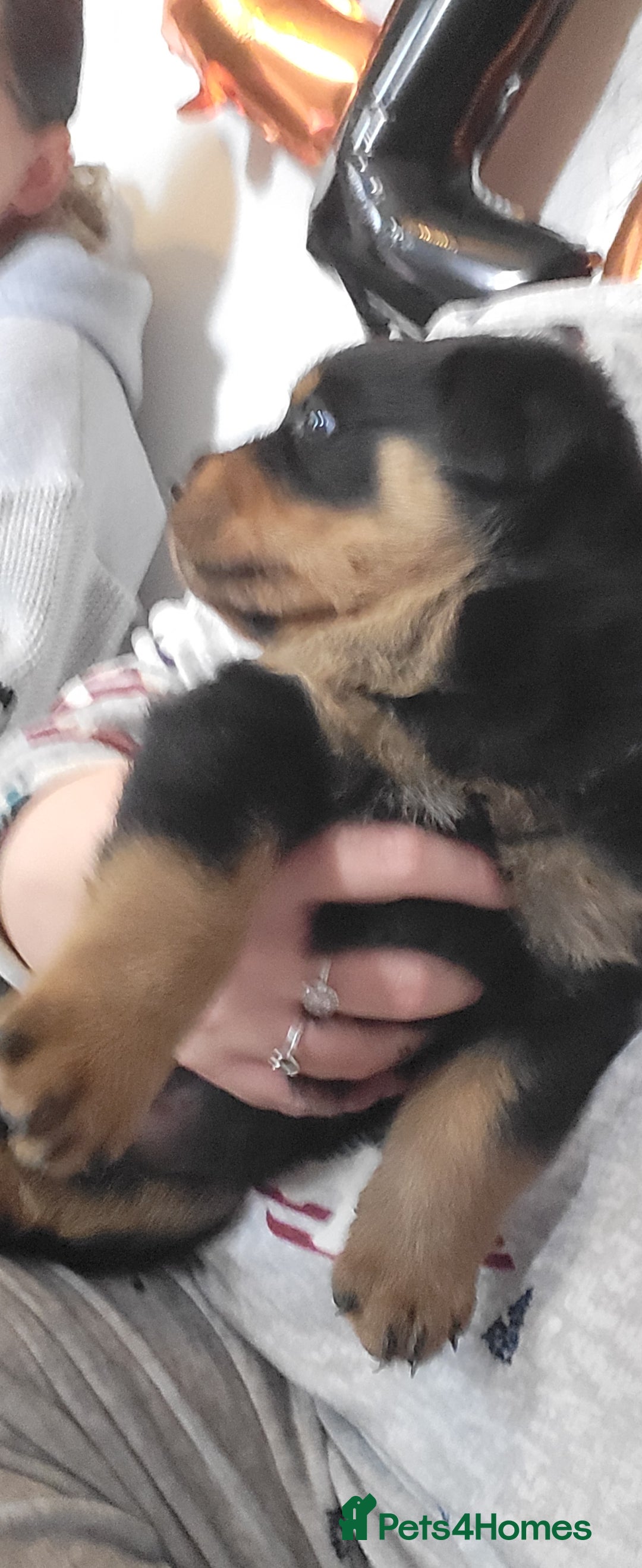 Rottweiler dogs for sale: 1 male 1 female rottweiler  - Image 5