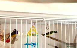 Finches birds for sale: 1 female Java and pair of gouilden  finches  - Image 16