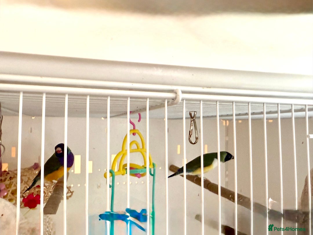 Finches birds for sale: 1 female Java and pair of gouilden  finches  - Image 16