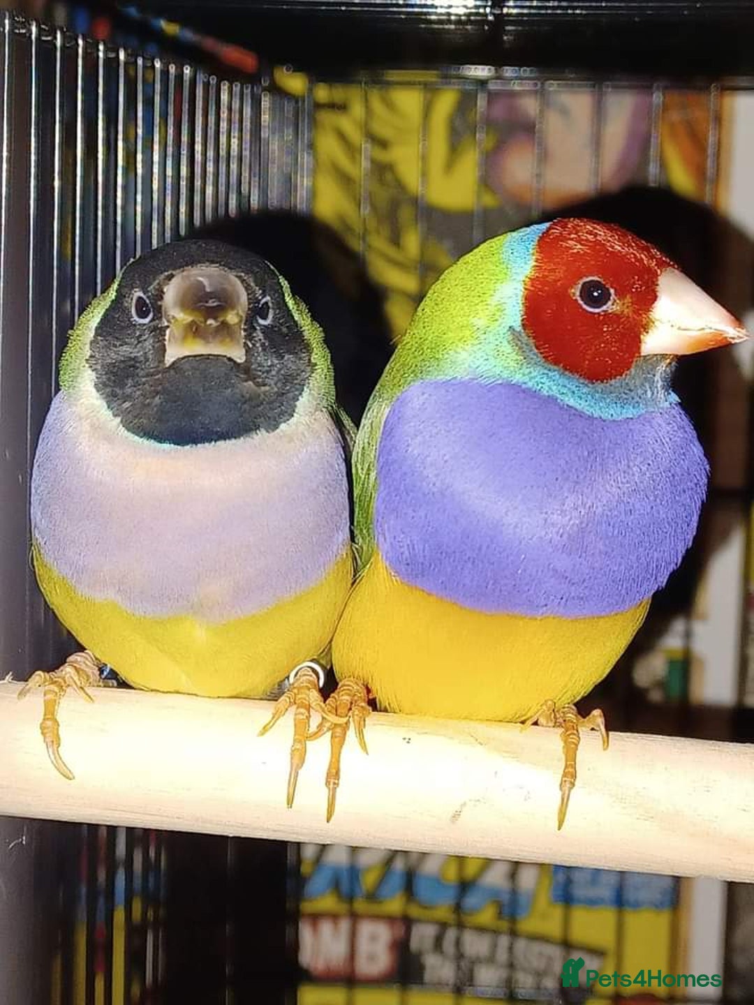 Finches birds for sale: Gouldian and Zebra finches  - Image 1