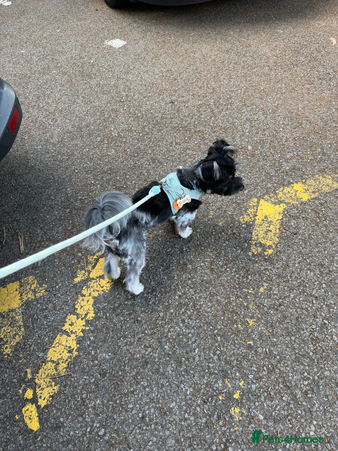 Malshi dogs for sale: Coco k in Birmingham - Advert 2