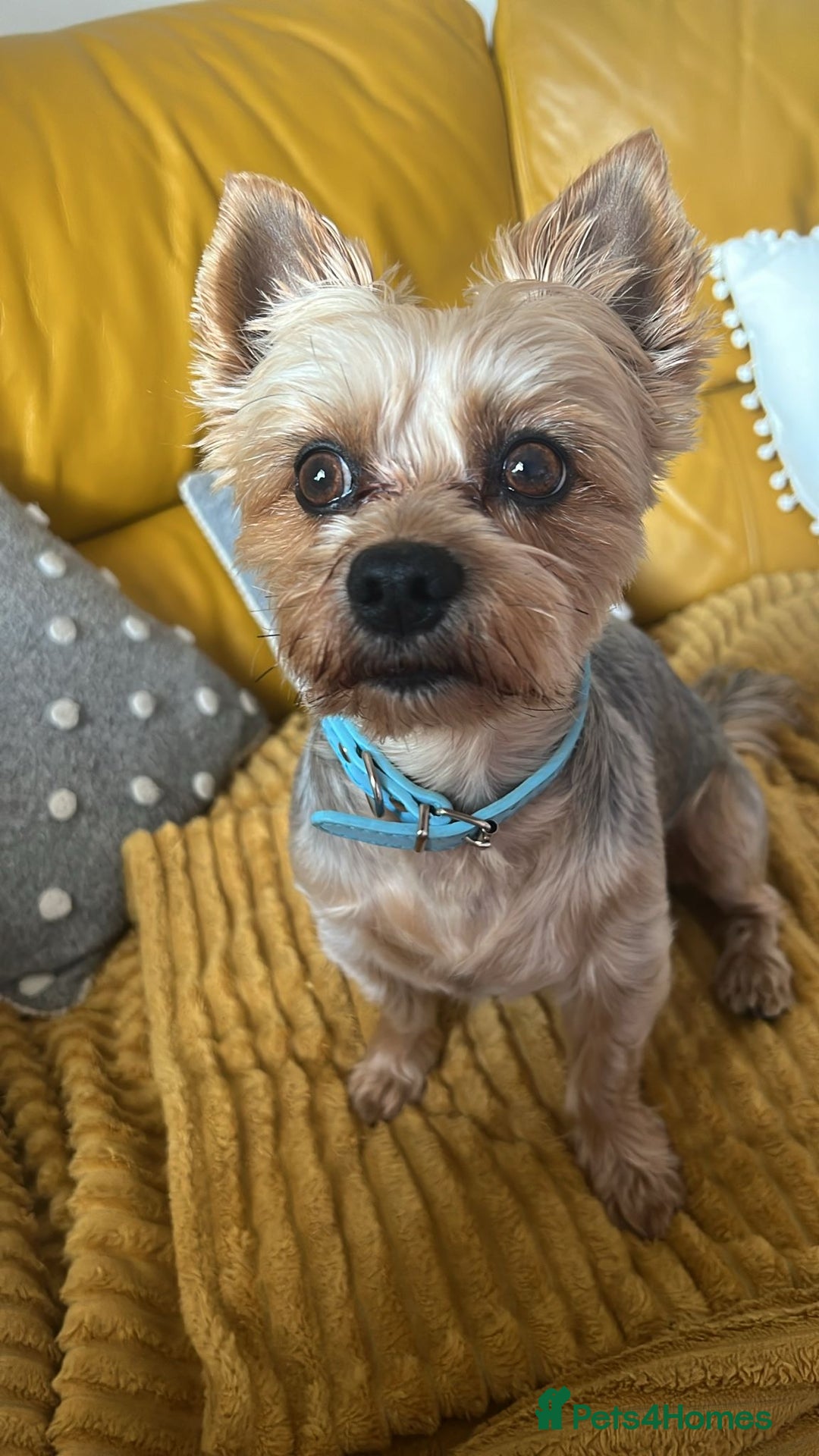 Yorkshire Terrier dogs for stud: Billy Boy  - Image 6