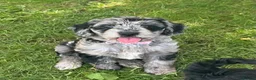 Mixed Breed dogs for sale: Stunning cockapoo puppies (Ready Now) - Advert 5