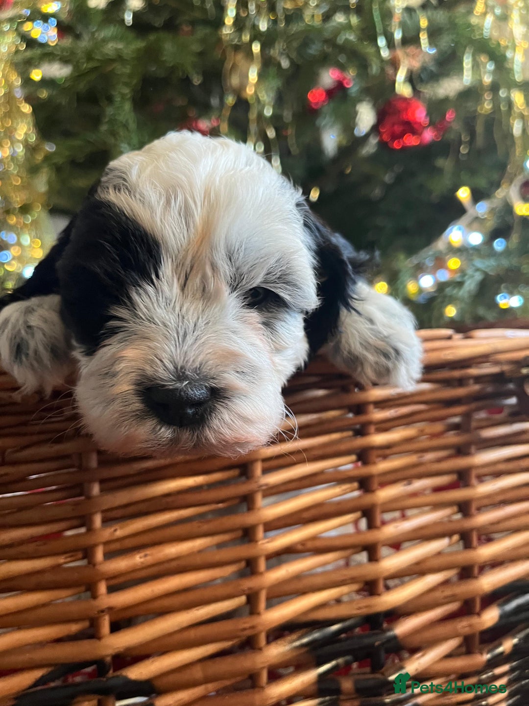 Cockapoo dogs for sale: Beautiful cockapoo puppies - Advert 34