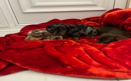 Dachshund dogs for sale: Dachshund  puppies  - Advert 2